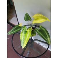 ราคา กวักพระพรหมด่าง ไม้ฟอร์มสวย (22477461018)