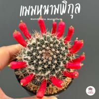 ราคา แมมหนามพิกุล Mammillaria Mammillaris แคคตัส กระบองเพชร cactus&succulent (5975800353)