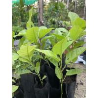ราคา จำหน่ายต้นเสาวรสหวานบรูไนชุดละ 2 ต้น (5686656428)