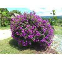 ราคา ม่วงมงคลไม้มงคลชอบแดดออกดอกตลอดปี (6449464821)