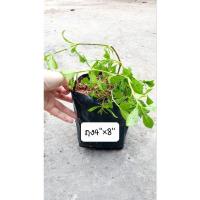 ราคา ต้นเหงือกปลาหมอนา หายาก(ซื้อ3แถม1)มี5-10ต้นในถุง4×8นิ้ว (19122362343)