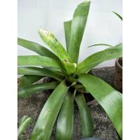 ราคา สับปะรดสี ไม้กอ ตัดขายหน่อ (3629317591)