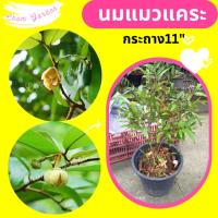 ราคา ต้นนมแมวแคระ ดอกนมแมว กระถาง 11 นิ้ว (6596101419)