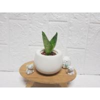 ราคา ต้นไม้ฟอกอากาศ ต้นลิ้นมังกรแคระ ในกระถางเซรามิคเกรด A (เกรดส่งออก) (6445782153)