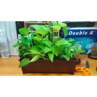 ราคา กระถางต้นไม้ กระถางพลาสติก กระถางรางยาว กระถางแบบราง กระถางราง กระถางปลูกผัก กระถางต้นไม้ modern (3355176052)