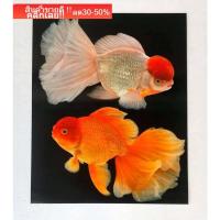 ราคา รูปภาพมงคล เสริมฮวงจุ้ย ภาพแต่งบ้าน รูปภาพติดผนังภาพปลาเงินปลาทองคู่เสริมโชคลาภธุรกิจการค้าการเงิน ขนาดภาพ 16x20 นิ้ว (18573743850)