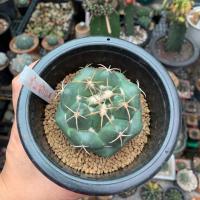 ราคา แคคตัส ช้าง Coryphantha elephantidens (3842006562)