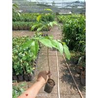 ราคา ต้นหลุมพอ ไม้เศรษฐกิจเนื้อดี ขนาดต้นพันธุ์สูง 40-50 ซม.ต้นสวยแข็งแรงพร้อมส่งคะ (27855194670)