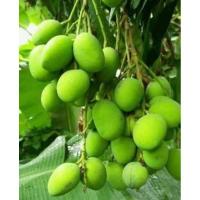 ราคา ต้นมะม่วงเบาใต้แบบเสียบยอด (7686051398)