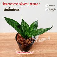 ราคา ต้นลิ้นมังกร ลิ้นมังกรแคระ ต้นไม้ฟอกอากาศ ปลูกในร่ม ปลูกในบ้าน ต้นไม้มงคล ต้นไม้สวยๆ จัดส่งพร้อมกระถาง (19020647037)