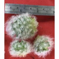 ราคา หน่อแมมขนแมว (7751185042)