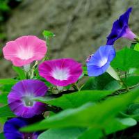 ราคา 30 เมล็ด เมล็ดพันธุ์ ดอกพิทูเนีย เมล็ดพิทูเนีย บอนสี บรรจุ Petunia Seeds Hanging Plants Flower Seeds (26593766409)