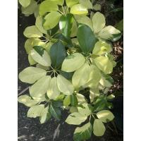 ราคา ต้นหนวดปลาหมึกด่าง Octopus tree (21563283198)