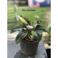 ราคา ต้นรวยทรัพย์หรือเศรษฐีรวยทรัพย์ในกระถาง 5 นิ้ว (4355107315)
