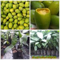 ราคา (4ต้น) (ขาย ต้นพันธุ์) ต้น ต้นมะม่วงกะล่อน มะม่วงกะล่อน มะม่วง กะล่อน กระล่อน เบนซ์ น้ำทิพย์ (6061061116)