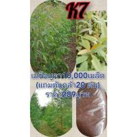 ราคา เมล็ดยูคาลิปตัสสายพันธ์ุโตเร็วแข็งแรงทนแล้ง เป็นพืชเศรษฐกิจ ชุด 10000 เมล็ด แถมต้นกล้า 20 ต้น ราคา 289 บาท (49402928430)