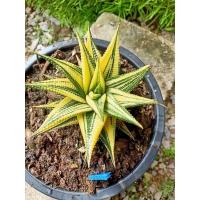 ราคา ม้าเวียนด่าง Haworthia limifolia (13940493634)