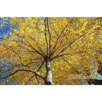 ราคา เมล็ด Sweet Birch Betula lenta SEED 200 ผักชี้า (18876568981)