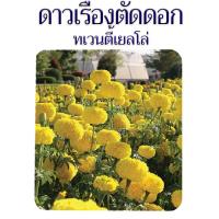 ราคา 50 เมล็ด -ดาวเรืองตัดดอก ทเวนตี้เยลโล่ เมล็ดพันธุ์ ดาวเรืองดอกดก แน่น ดอกใหญ่ ก้านแข็ง; ร้าน dddOrchids (4689206252)