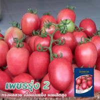 ราคา ของแท้100% มะเขือเทศสีดา เพชรรุ่ง2 ตราเจียไต๋ ผลรียาว สุกสีชมพู ขนาด 4,000 เมล็ด (48004470713)