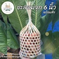 ราคา ชะลอมจุก 6 นิ้ว : ชะลอมสานไม้ไผ่ พร้อมส่ง (25378345901)