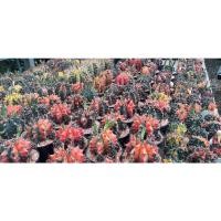 ราคา ยิมโนด่าง ไม้เพาะเมล็ดขนาด 4 ซม. (20018020040)