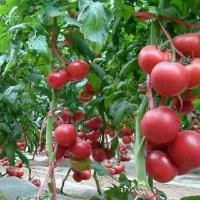 ราคา เมล็ดพันธุ์ มะเขือเทศ มะเขือเทศยักษ์ บรรจุ 300 เมล็ด Giant Tomato Seeds Vegetable เมล็ดมะเขือเทศ F1 เมล็ดพันธุ์ผัก Plant (44952228486)