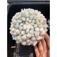 ราคา ซุปเปอร์ อิรุซามุ ไม้ชำหน่อ กระถาง 2 นิ้ว (20084077140)