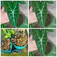 ราคา (7หัว)(ขาย หัวพันธุ์) ต้น หัว เหง้า ว่านพญาจงอาง ว่าน พญาจงอาง jaruwan (9903758887)