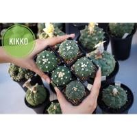 ราคา แอสโตรไฟตัมกิ๊กโกะ (Astrophytum Kikko) (10229184365)