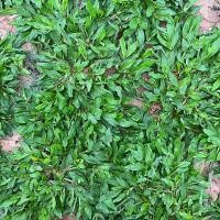 ราคา ขายส่ง 100 กรัมหรือ 1 ขีด เมล็ดหญ้าไทเป หญ้ามาเลเซียแคระ หญ้าสวนหย่อม สนามหญ้า หญ้า พันธุ์หญ้า ชนิดหญ้า หญ้าปูสนาม (43302333831)