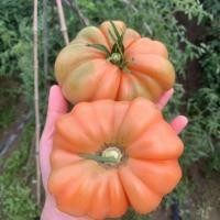 ราคา ( Pearl Tomato Seeds) บรรจุ 200 เมล็ด เมล็ดพันธุ์ มะเขือเทศ คอสโตลูโต คุณภาพดี ของแท้ 100% (54404703235)