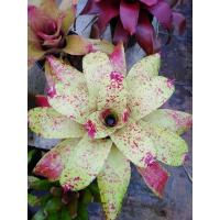 ราคา สับปะรดสี​ นีโอ​ ไฮบริด (14201038930)