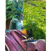 ราคา ต้นพยุงไหหลำ เวียดนาม 3 ต้น 120 (8514174560)