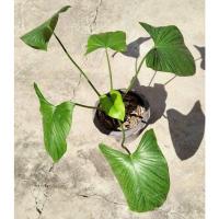 ราคา ว่านเสน่ห์จันทร์เขียว(จันทร์หอม) (14526027512)