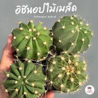 ราคา อิชินอป ไม้เมล็ด Echinopsis Hybrid แคคตัส กระบองเพชร cactus&succulent (29006134985)