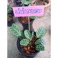 ราคา คล้าม้าลายแคระ คล้ากาเหว่าเขียว (11543990689)