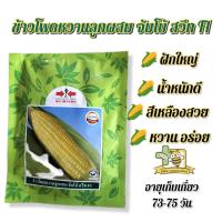 ราคา ข้าวโพดหวานลูกผสม จัมโบ้ สวีท F1 ศรแดง (ซอง 200 กรัม) สูตรมีสารเพิ่มคุณภาพ (23626518223)