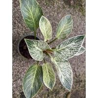 ราคา ฟิโล เบอร์กิ้น Philodendron birkin กระถาง 4 หรือ 6นิ้ว (23903012914)