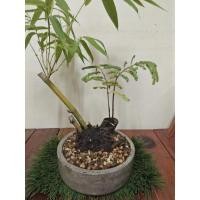 ราคา บอนไซสวนถาด ไผ่+มะขาม+กระถางปูน+8นิ้ว (11131161743)