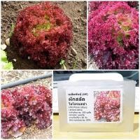 ราคา เมล็ดพันธุ์ ผักสลัด โลโลรอสโซ่ (Lollo Rosso Lettuce Seed)บรรจุ 500 เมล็ด คุณภาพดี ราคาถูก ของแท้ 100% (2836965203)