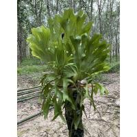 ราคา กระเช้าสีดาม่านใต้หอนางสีดา (6955574315)