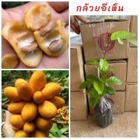 ราคา ต้นกล้วยเห็น หรือ กล้วยอีเห็น หรือหมากนมแมว ผลไม้ป่าหายาก ปลูกง่าย (24215290103)