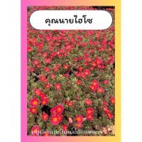 ราคา ต้นคุณนายไฮโซ ใบด่าง คุณนายตื่นสาย แพรเซี่ยงไฮ้ ไม้แดด กระถาง6นิ้ว (26341318461)