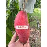 ราคา กิ่งพันธุ์มะม่วงไซซี (21506930784)