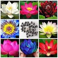 ราคา 5คละสีเมล็ดบัวของแท้100% เมล็ดบัวเมล็ดบัวเมล็ดบัวบัวสวนบัวบ่อเมล็ดบัว .. /เมล็ด/กางเกงขาสั้น/เสื้อผ้าเด็ก/เคสโทรศัพท์มือ (22732433434)