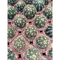 ราคา เมโลหนามตะกร้อ Melocactus curvispinus (9691345045)