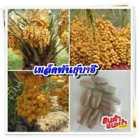 ราคา เมล็ดพันธุ์ สำหรับปลูกอินทผาลัม พันธุ์บาฮี เพาะเนิ้อเยื่อ ทานผลสด จำนวน 10 เม็ด/ชุด (มีคูมือการเพาะปลูก) (8498301223)