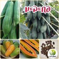 ราคา เมล็ดมะละกอ มะละกอครั่ง มะละกอฮอลแลนด์​ มะละกอแขกดำ มะละกอแขกนวล (26862850258)