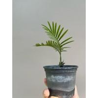 ราคา ปรงญี่ปุ่นแคระ บอนไซ ไม้ฟอกอากาศ (6059072425)